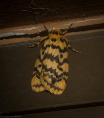 Hectobrocha multilinea