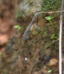 Protosticta sanguinostigma