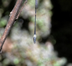 Protosticta sanguinostigma