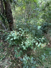 Homalanthus stillingiifolius