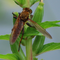 Cophinopoda