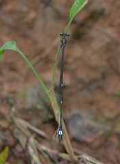 Protosticta sanguinostigma