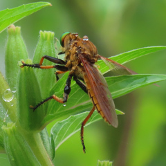 Cophinopoda
