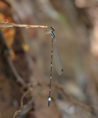 Protosticta sanguinostigma