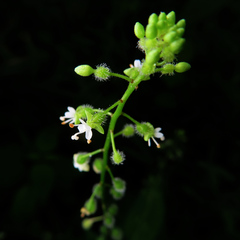 Circaea mollis