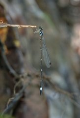 Protosticta sanguinostigma