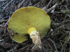 Suillus caerulescens image