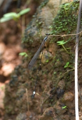 Protosticta sanguinostigma