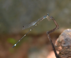 Protosticta sanguinostigma