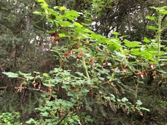 Ribes menziesii