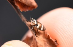 Planaphrodes
