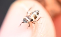 Planaphrodes