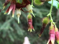 Ribes menziesii