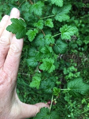 Ribes menziesii