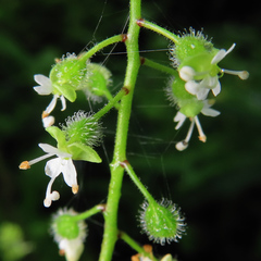 Circaea mollis