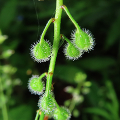 Circaea mollis