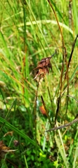Carex limosa