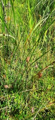 Carex limosa