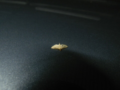 Marasmia cochrusalis