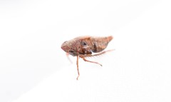 Errhomenus brachypterus