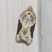 Forbes' Acleris Moth - Photo (c) Susan Elliott, some rights reserved (CC BY-NC), uploaded by Susan Elliott
