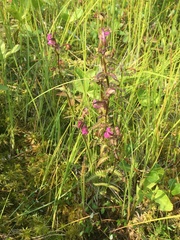 Pedicularis adunca