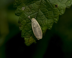 Eilema griseola
