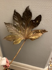 Fatsia japonica