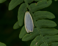 Eilema griseola