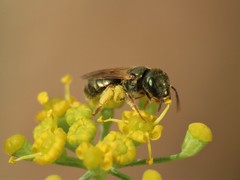 Halictus gemmeus