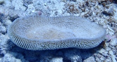 Ctenactis