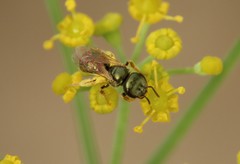 Halictus gemmeus
