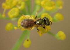 Halictus gemmeus