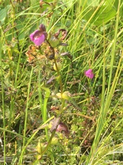 Pedicularis adunca