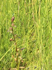 Pedicularis adunca