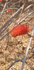 Combretum purpureiflorum