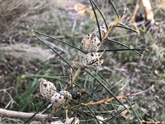 Hakea mitchellii
