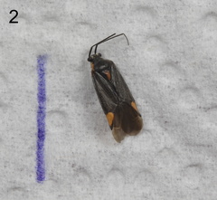 Capsodes flavomarginatus