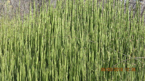 candelilla