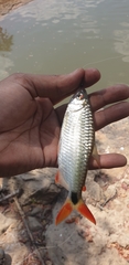 Alestidae