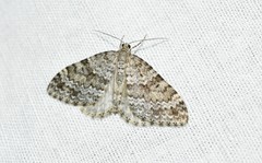 Entephria caesiata