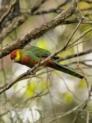 Platycercus icterotis icterotis