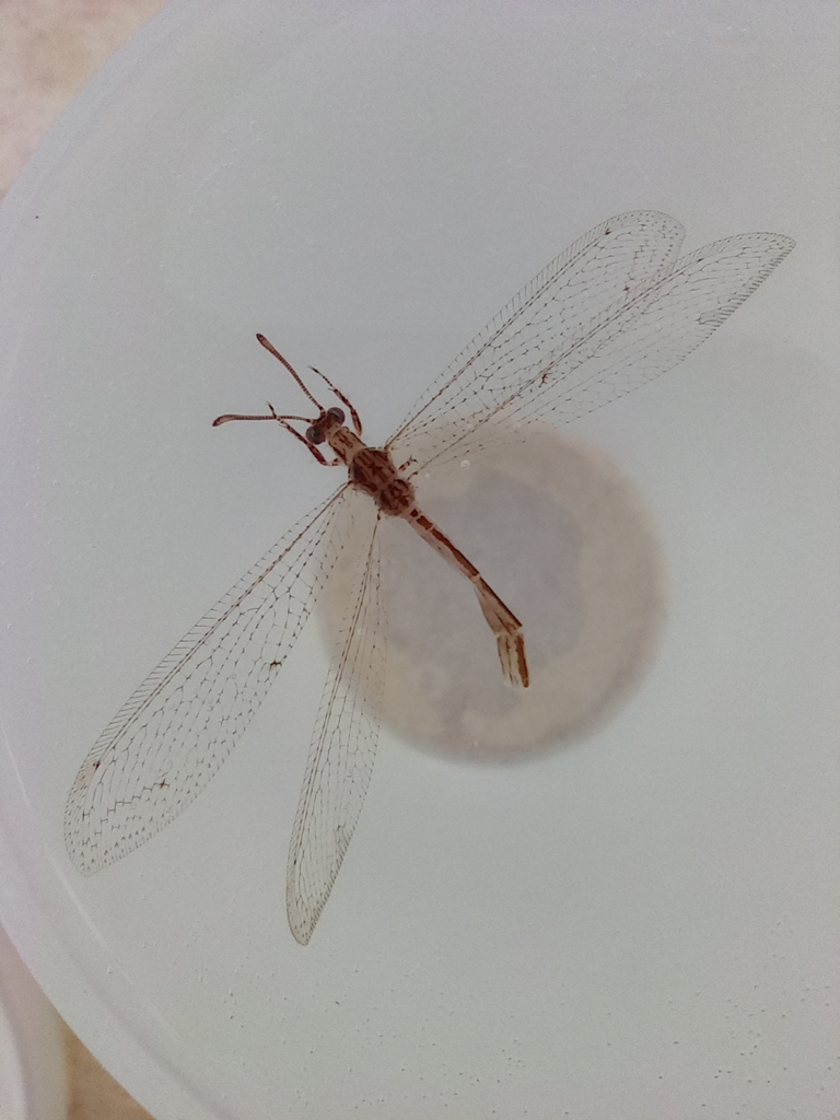 Neuroleon arenarius