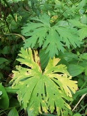 Aconitum septentrionale