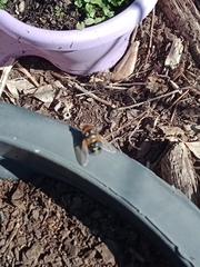 Microtropesa sinuata