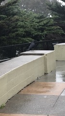 Corvus brachyrhynchos