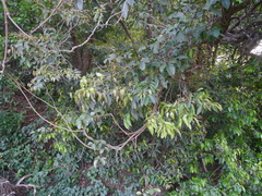 Olea dioica