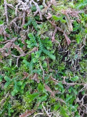 Selaginella denticulata