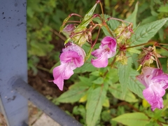 Impatiens glandulifera