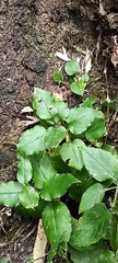 Stellaria bungeana